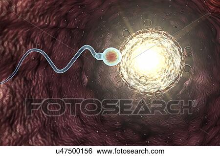 Stock Photograph - Spermatozoan moving to fertilize egg cell, illustration. Fotosearch