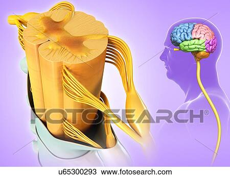 Stock Image - Spinal cord cross-section, illustration. Fotosearch