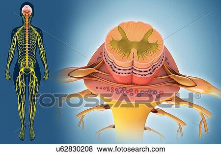 Stock Photo - Spinal cord cross-section, illustration. Fotosearch