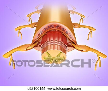 Stock Photography - Spinal cord cross-section, illustration. Fotosearch