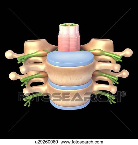 Stock Image - Spine anatomy, illustration. Fotosearch