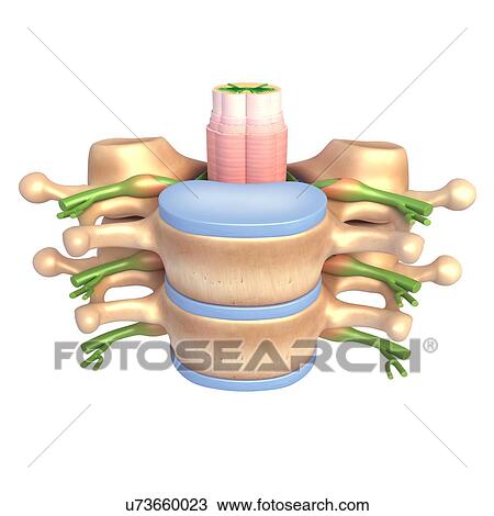 Spine anatomy, illustration View Large Photo Image Stock Image - Spine anatomy, illustration. Fotosearch