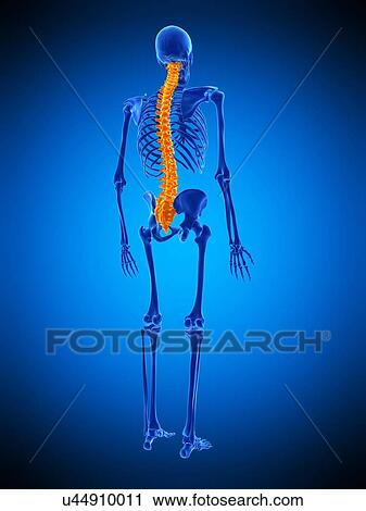 Spine, illustration View Large Photo Image Stock Image - Spine, illustration. Fotosearch