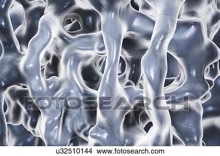 Spongy bone, illustration View Large Photo Image Picture - Spongy bone, illustration. Fotosearch