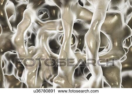 Spongy bone, illustration View Large Photo Image Stock Image - Spongy bone, illustration. Fotosearch