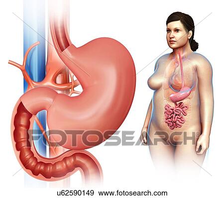 Stock Photo - Stomach and intestines, illustration. Fotosearch