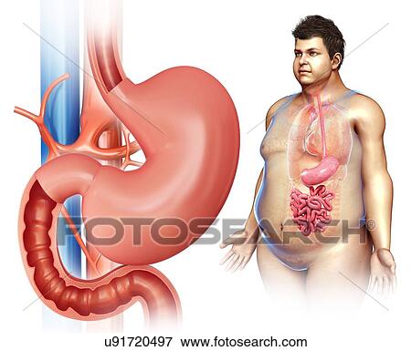 Stomach and small intestine, illustration View Large Photo Image Stock Photo - Stomach and small intestine, illustration. Fotosearch