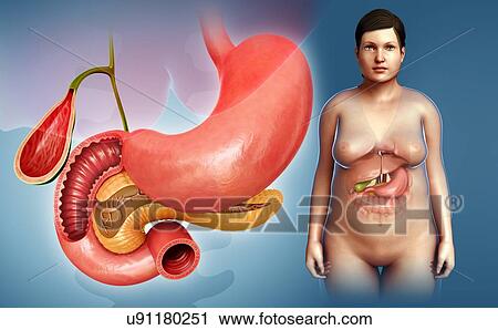 Stock Image - Stomach, gallbladder and pancreas, illustration. Fotosearch
