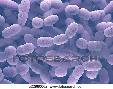 Stock Image - Streptococcus pneumoniae bacteria. Fotosearch
