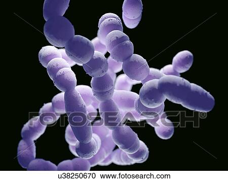 Streptococcus pneumoniae bacteria View Large Photo Image Stock Image - Streptococcus pneumoniae bacteria. Fotosearch