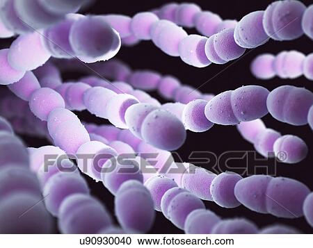Stock Image - Streptococcus pneumoniae bacteria. Fotosearch