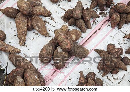 Stock Photography - Sweet potato or kumara in market. Fotosearch