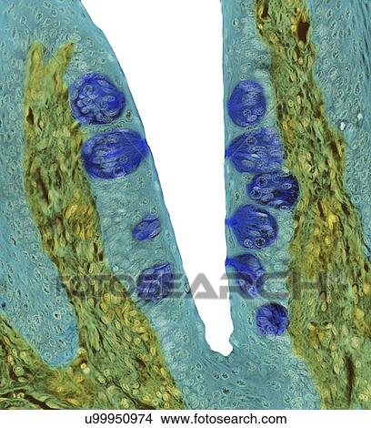 Picture - Taste buds, LM. Fotosearch