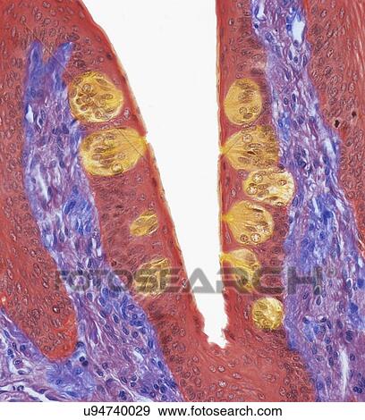 Stock Photo - Taste buds, LM. Fotosearch