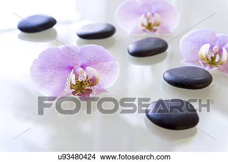 Picture - Therapeutic stones and orchids. Fotosearch