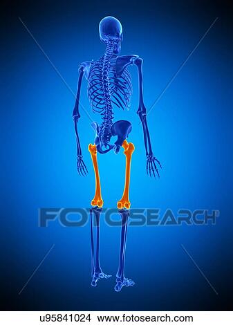 Picture - Thigh bones, illustration. Fotosearch