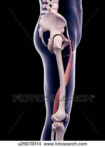 Picture - Thigh muscle, illustration. Fotosearch