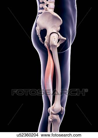 Thigh muscle, illustration View Large Photo Image Picture - Thigh muscle, illustration. Fotosearch