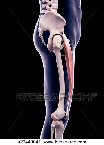 Stock Image - Thigh muscle, illustration. Fotosearch
