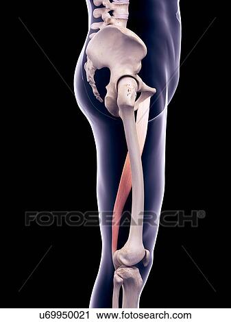 Thigh muscle, illustration View Large Photo Image Stock Image - Thigh muscle, illustration. Fotosearch