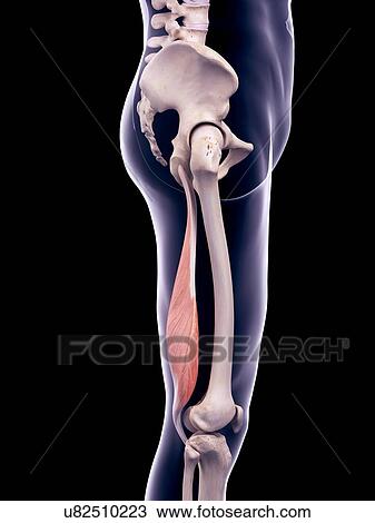 Thigh muscle, illustration View Large Photo Image Stock Image - Thigh muscle, illustration. Fotosearch
