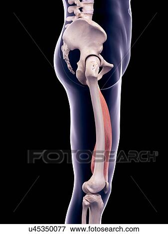 Thigh muscle, illustration View Large Photo Image Stock Photo - Thigh muscle, illustration. Fotosearch