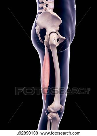 Thigh muscle, illustration View Large Photo Image Stock Photo - Thigh muscle, illustration. Fotosearch