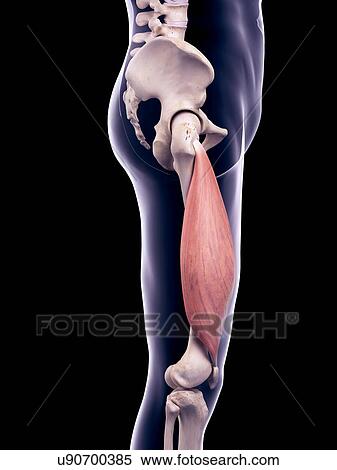 Thigh muscle, illustration View Large Photo Image Stock Photography - Thigh muscle, illustration. Fotosearch