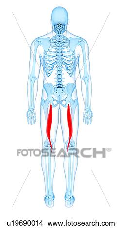 Picture - Thigh muscles, illustration. Fotosearch