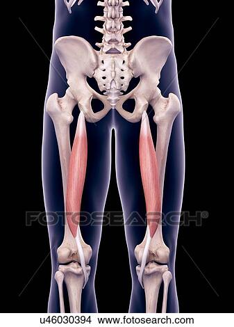 Thigh muscles, illustration View Large Photo Image Picture - Thigh muscles, illustration. Fotosearch