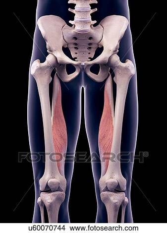 Picture - Thigh muscles, illustration. Fotosearch