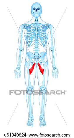 Picture - Thigh muscles, illustration. Fotosearch