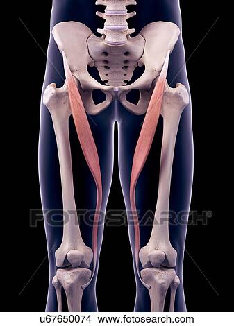Thigh muscles, illustration View Large Photo Image Picture - Thigh muscles, illustration. Fotosearch