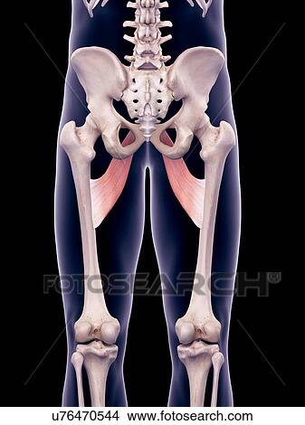 Picture - Thigh muscles, illustration. Fotosearch