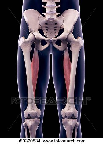 Picture - Thigh muscles, illustration. Fotosearch