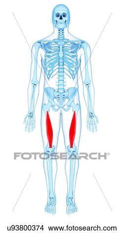 Picture - Thigh muscles, illustration. Fotosearch