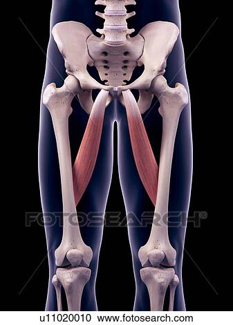 Stock Image - Thigh muscles, illustration. Fotosearch
