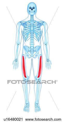Stock Image - Thigh muscles, illustration. Fotosearch