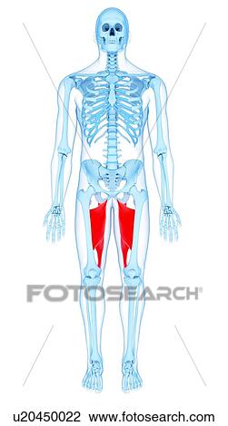 Stock Image - Thigh muscles, illustration. Fotosearch