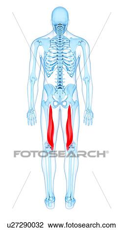 Thigh muscles, illustration View Large Photo Image Stock Image - Thigh muscles, illustration. Fotosearch