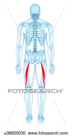 Thigh muscles, illustration View Large Photo Image Stock Image - Thigh muscles, illustration. Fotosearch