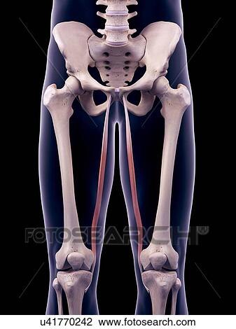 Thigh muscles, illustration View Large Photo Image Stock Image - Thigh muscles, illustration. Fotosearch
