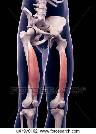 Thigh muscles, illustration View Large Photo Image Stock Image - Thigh muscles, illustration. Fotosearch