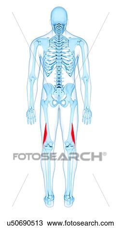 Thigh muscles, illustration View Large Photo Image Stock Image - Thigh muscles, illustration. Fotosearch