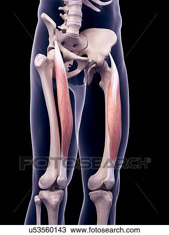 Stock Image - Thigh muscles, illustration. Fotosearch