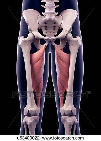 Stock Image - Thigh muscles, illustration. Fotosearch