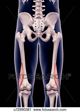Thigh muscles, illustration View Large Photo Image Stock Image - Thigh muscles, illustration. Fotosearch