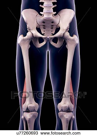 Thigh muscles, illustration View Large Photo Image Stock Image - Thigh muscles, illustration. Fotosearch