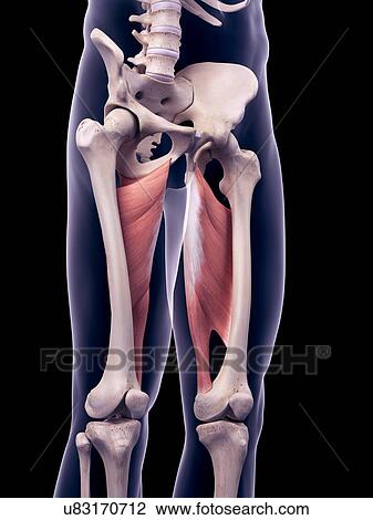 Stock Image - Thigh muscles, illustration. Fotosearch