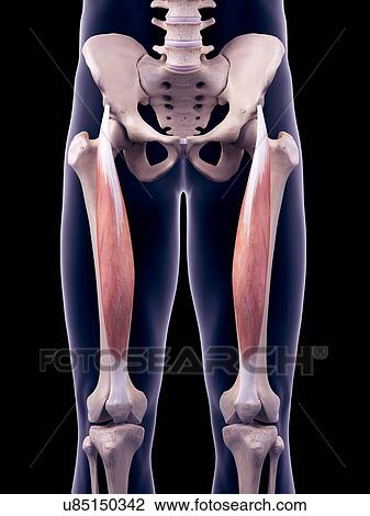 Stock Image - Thigh muscles, illustration. Fotosearch